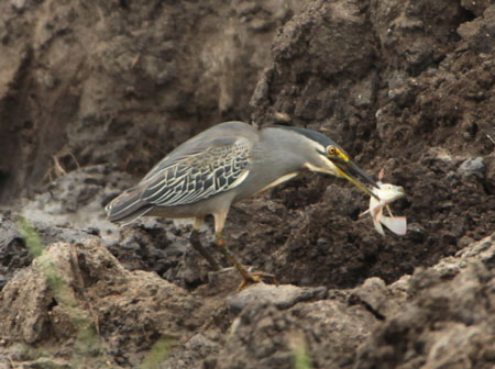 Green-backed Heron